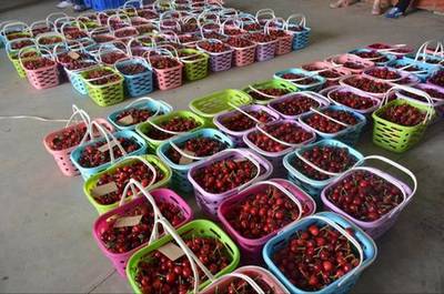 健康農(nóng)產(chǎn)品陜西行走進銅川神農(nóng)大櫻桃生態(tài)園紀實