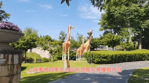 上海奉賢四季生態(tài)園長(zhǎng)頸鹿風(fēng)景耀眼奪目