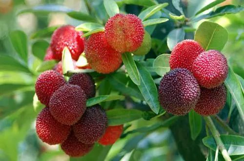 龍臺山生態園楊梅成熟，邀您共享采摘樂趣