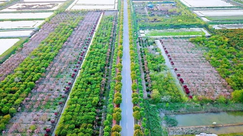 官方賞花攻略發布 荊州8條春季賞花精品線路，生態園美景盡收眼底