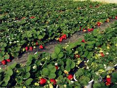 優質有機采摘園在山東 生態旅游的熱門目的地